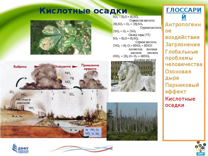 Кислотные дожди презентация по биологии 9 класс