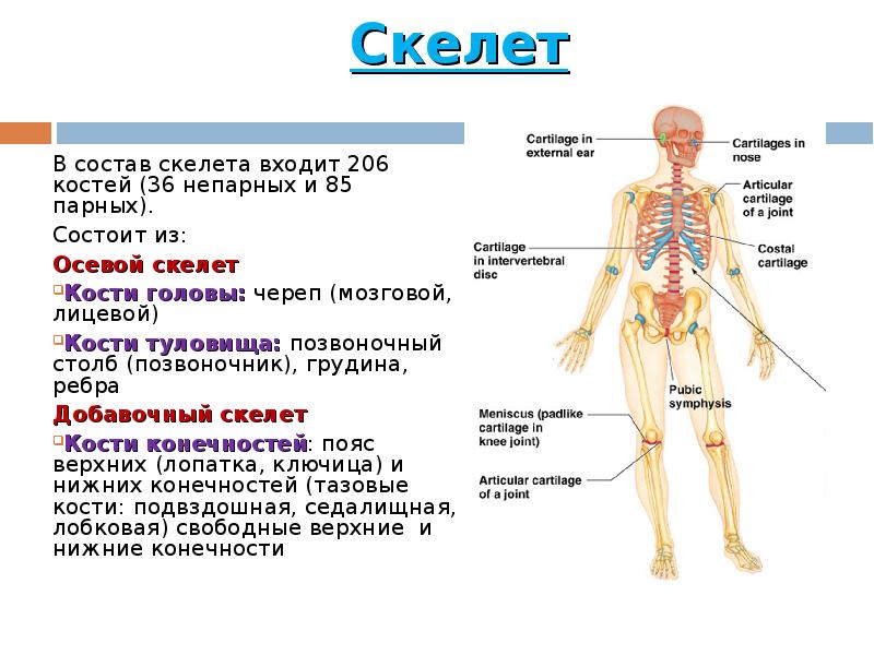Скелет участвует в обмене. Осевой скелет человека анатомия. Состав осевого скелета человека. Кости добавочного скелета отделы скелета. Осевой скелет и добавочный скелет.