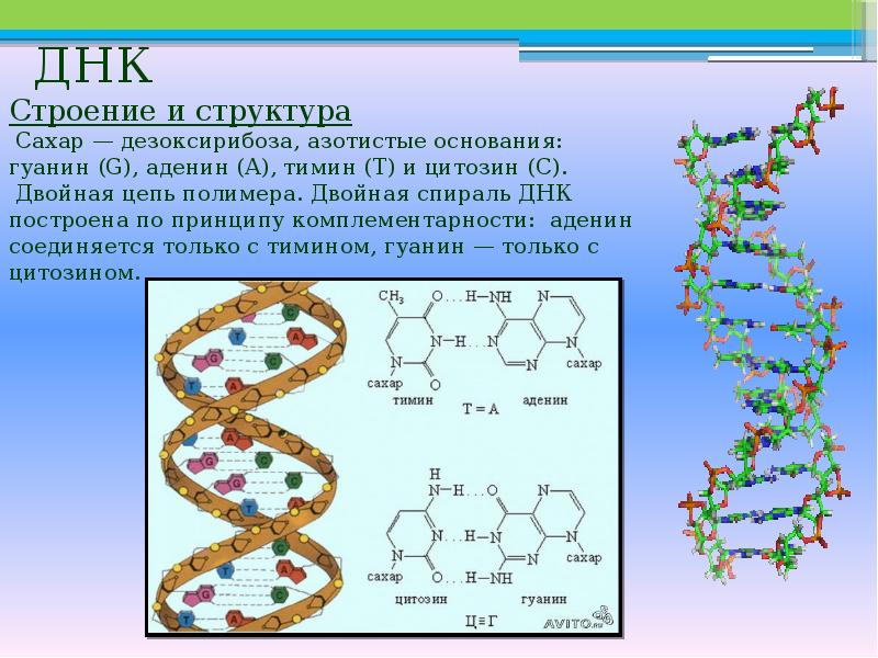 Строение днк. Строение ДНК аденин Тимин. Цепочка ДНК аденин Тимин. Строение ДНК Тимин цитозин. Строение полимера ДНК.