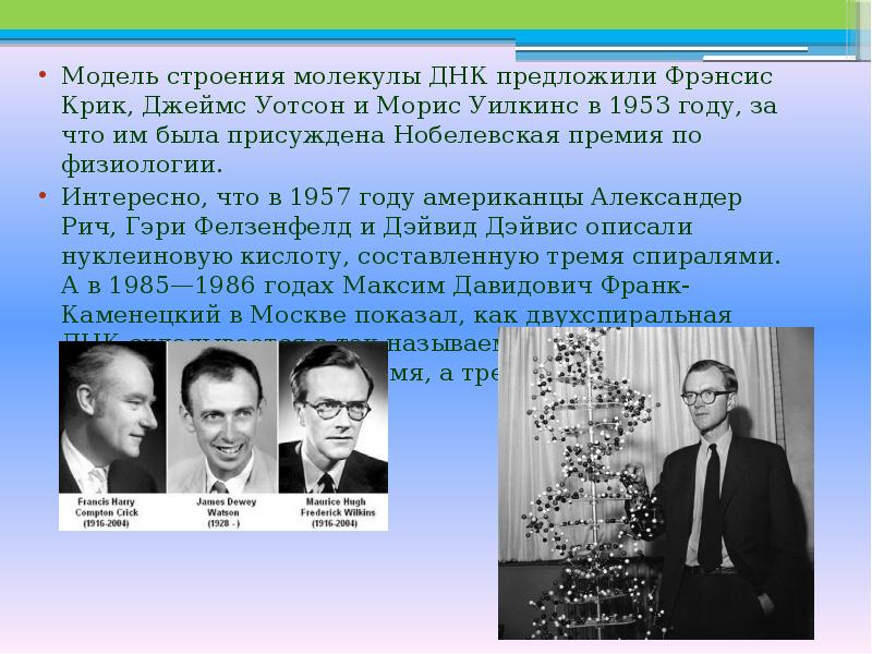 Модель структуры днк уотсона и крика. Модель структуры днк уотсона и крика