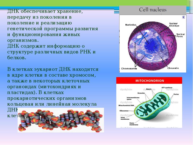 Какие структуры в ядрах содержат днк. Кольцевая молекула ДНК В ядре. ДНК В живых клетках располагается:. Линейная ДНК В ядре.