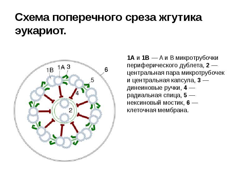 Строение жгутика эукариот