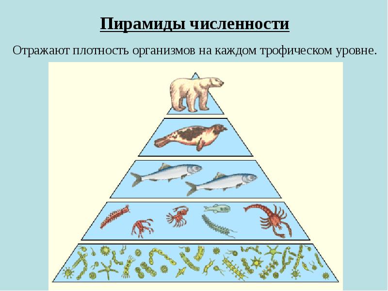 Экологические системы презентация