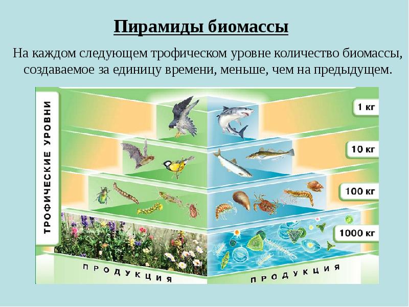 Экологические системы презентация