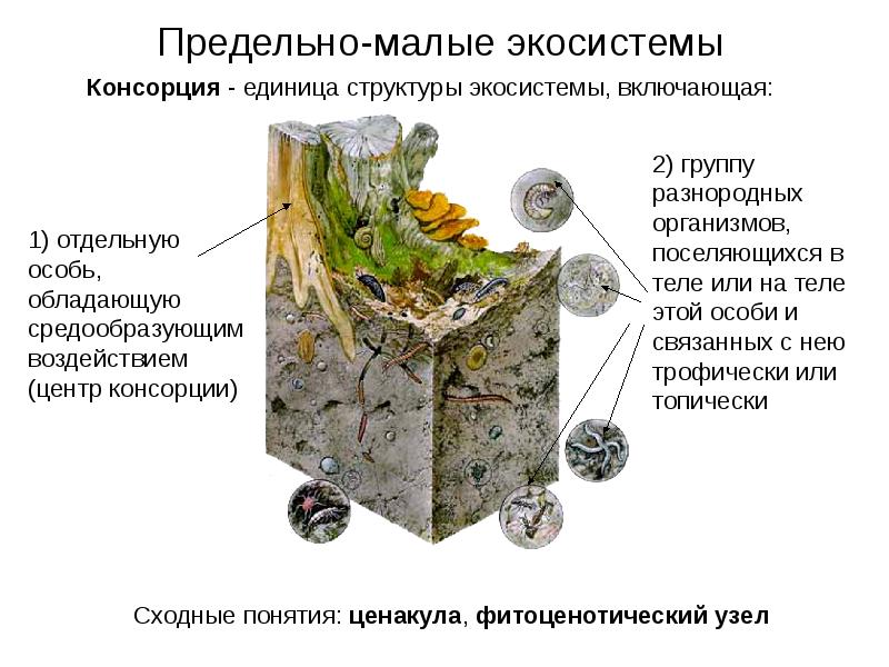 Экологические системы презентация