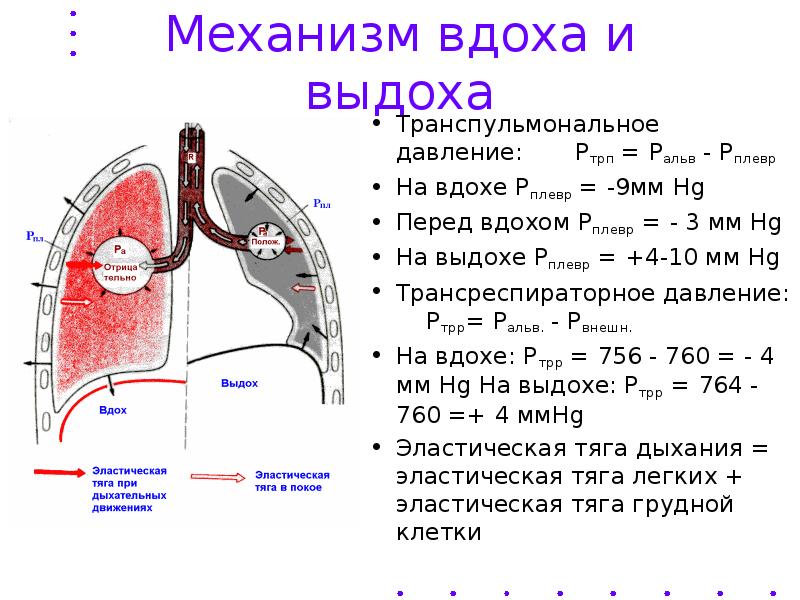 Механизм вдоха и выхода схема