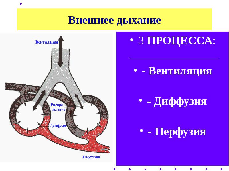 Процесс дыхания презентация