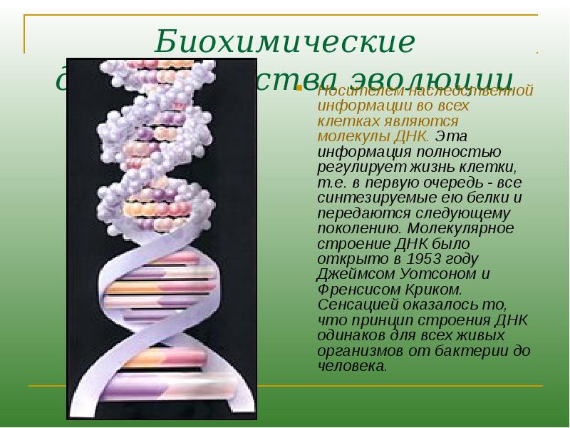Днк носитель наследственной информации презентация 10 класс
