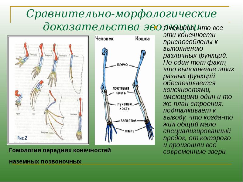 Схема свободной конечности наземного типа