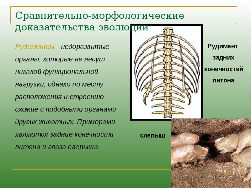 Морфологические доказательства