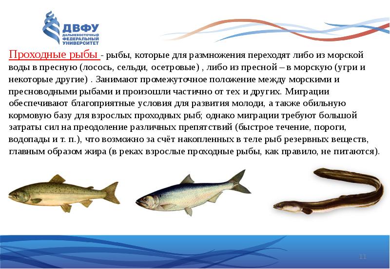 Какой ответ в рыбу. Проходные рыбы. Проходные рыбы презентация. Названия проходных рыб. Проходные миграции рыб.