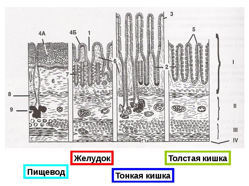 Общий план строения пищеварительной системы гистология