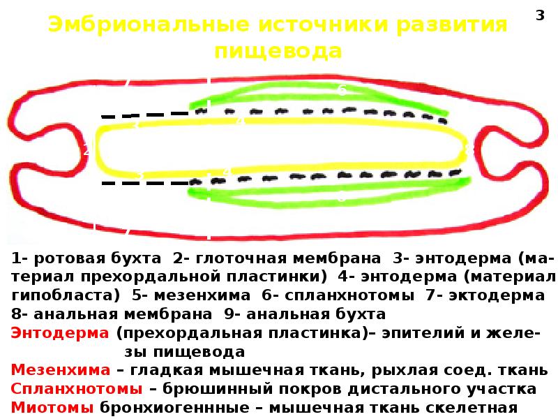 Эмбриогенез дыхательной системы презентация