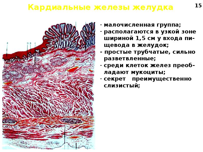 Пищевод желудок железы желудка. Кардиальные и пилорические железы желудка. Строение желез желудка гистология. Кардиальные железы желудка. Строение кардиальных желез.