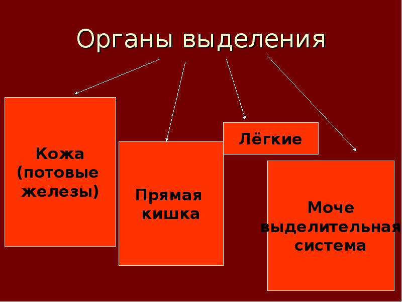 Органы выделения Органы выделения