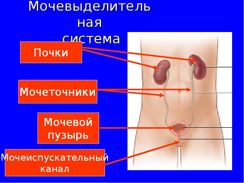 Мочевыделительная система Мочевыделительная система