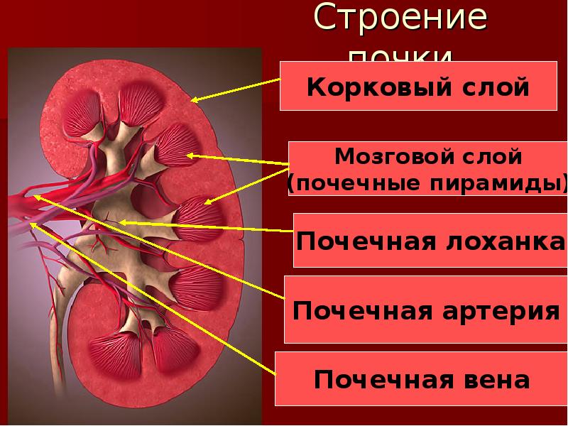 Строение почки Строение почки