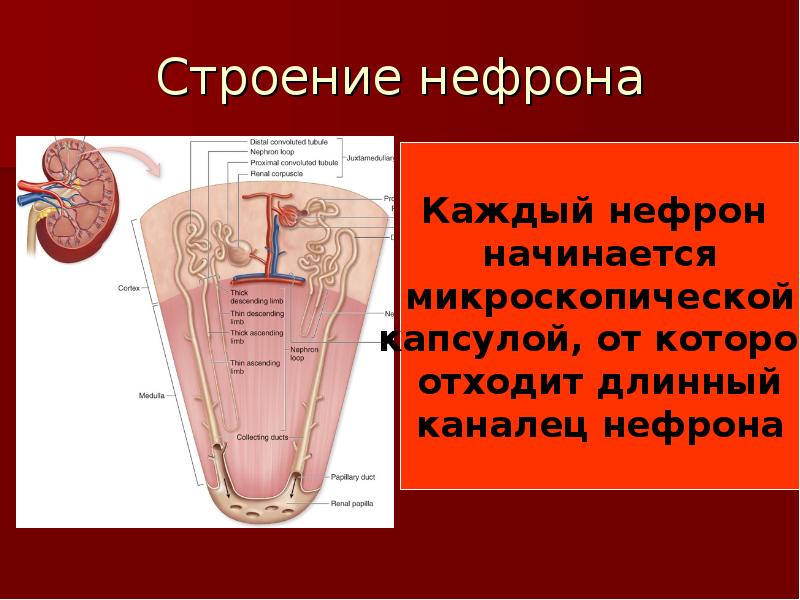 Строение нефрона Строение нефрона