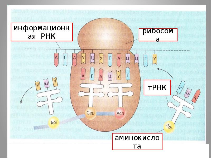 Биосинтез белка рисунок