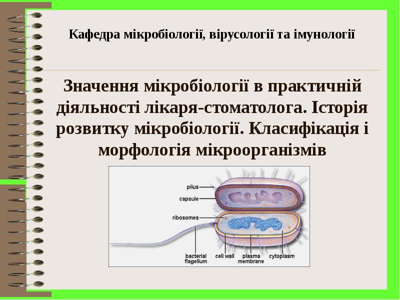 Реферат: Морфологія бактерій Будова бактеріальної клітини