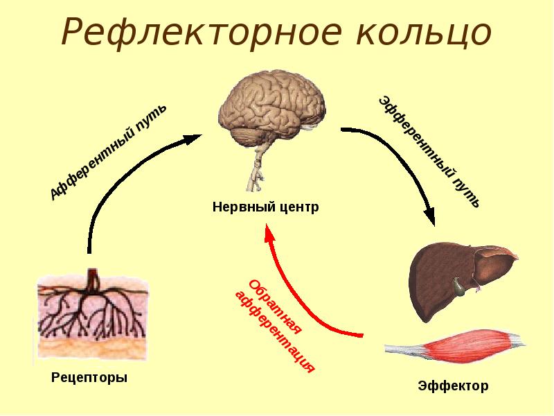 Схема рефлекторного кольца по бернштейну