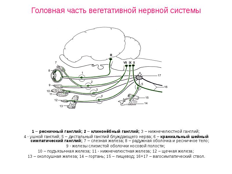 Головная часть вегетативной нервной системы 1 – ресничный ганглий; 2 –