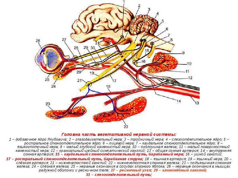 Головна часть вегетативной нервной системы: Головна часть вегетативной нервной системы: 1