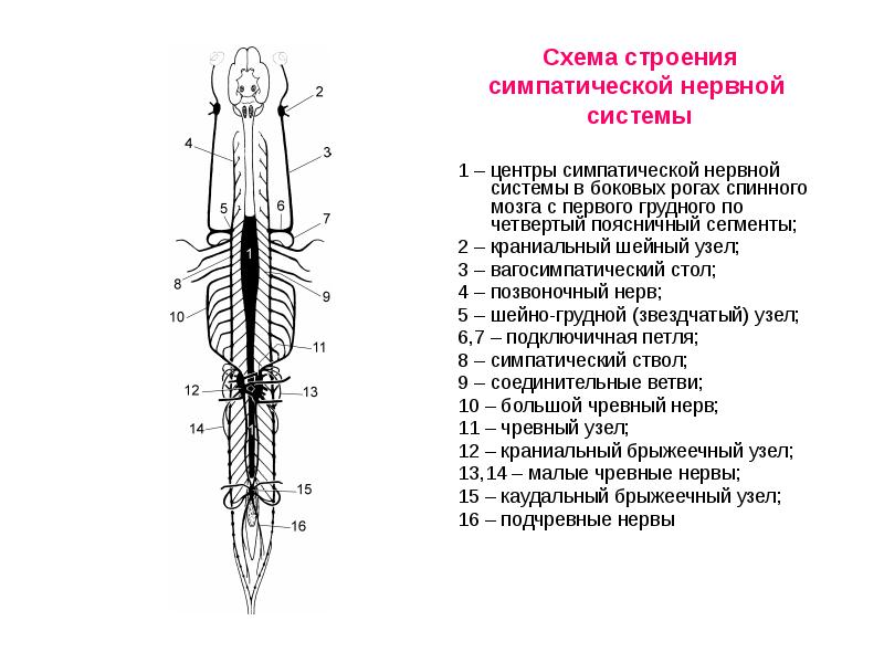 Схема строения симпатической нервной системы 1 – центры симпатической нервной системы