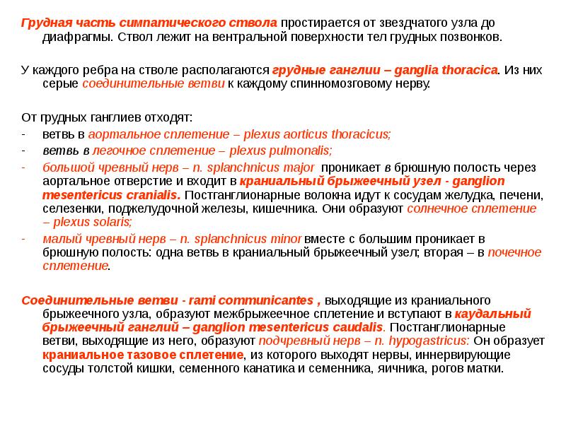 Грудная часть симпатического ствола простирается от звездчатого узла до диафрагмы. Ствол