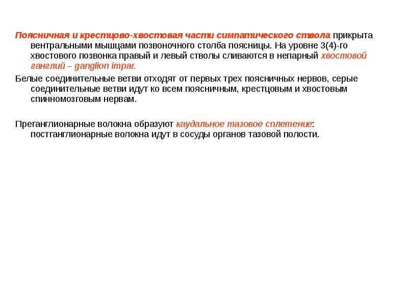 Поясничная и крестцово-хвостовая части симпатического ствола прикрыта вентральными мышцами позвоночного столба
