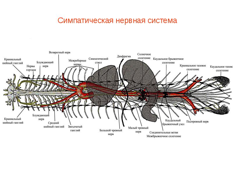 Симпатическая нервная система