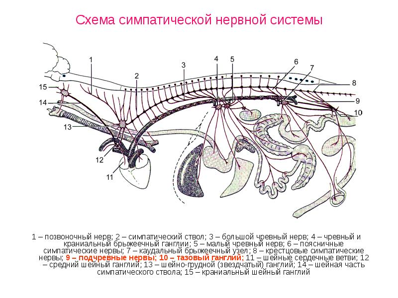Схема симпатической нервной системы 1 – позвоночный нерв; 2 – симпатический