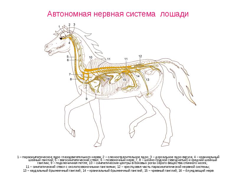 Автономная нервная система лошади 1 – парасимпатическое ядро глазодвигательного нерва; 2