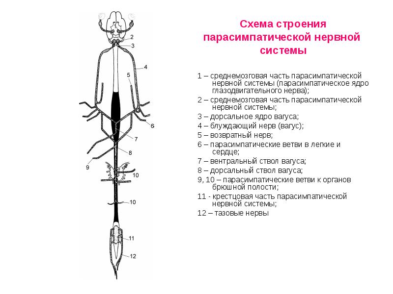 Схема строения парасимпатической нервной системы 1 – среднемозговая часть парасимпатической нервной