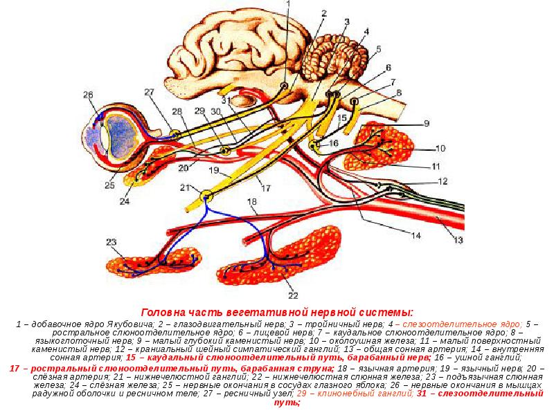 Головна часть вегетативной нервной системы: Головна часть вегетативной нервной системы: 1