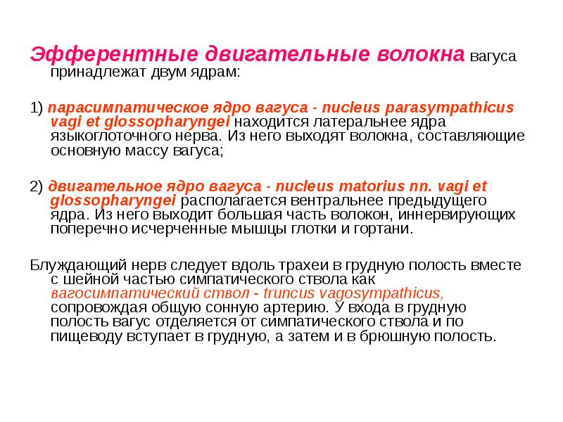 Эфферентные двигательные волокна вагуса принадлежат двум ядрам:  Эфферентные двигательные волокна