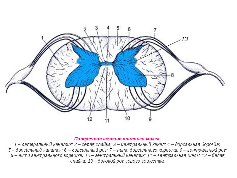 Поперечное сечение спинного мозга: 1 – латеральный канатик; 2 – серая