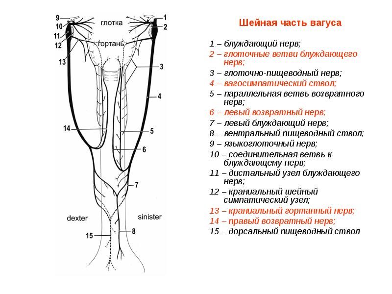 Шейная часть вагуса 1 – блуждающий нерв;  2 – глоточные