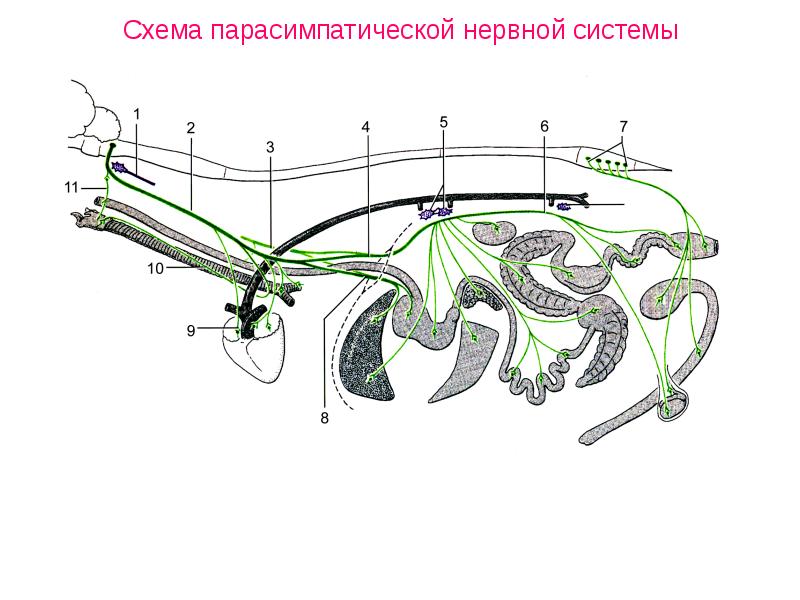 Схема парасимпатической нервной системы