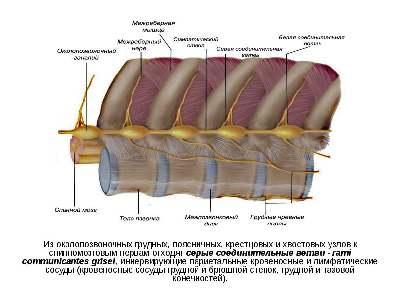 Из околопозвоночных грудных, поясничных, крестцовых и хвостовых узлов к спинномозговым нервам