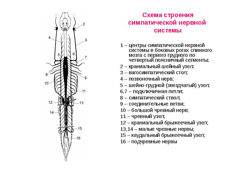 Схема строения симпатической нервной системы 1 – центры симпатической нервной системы