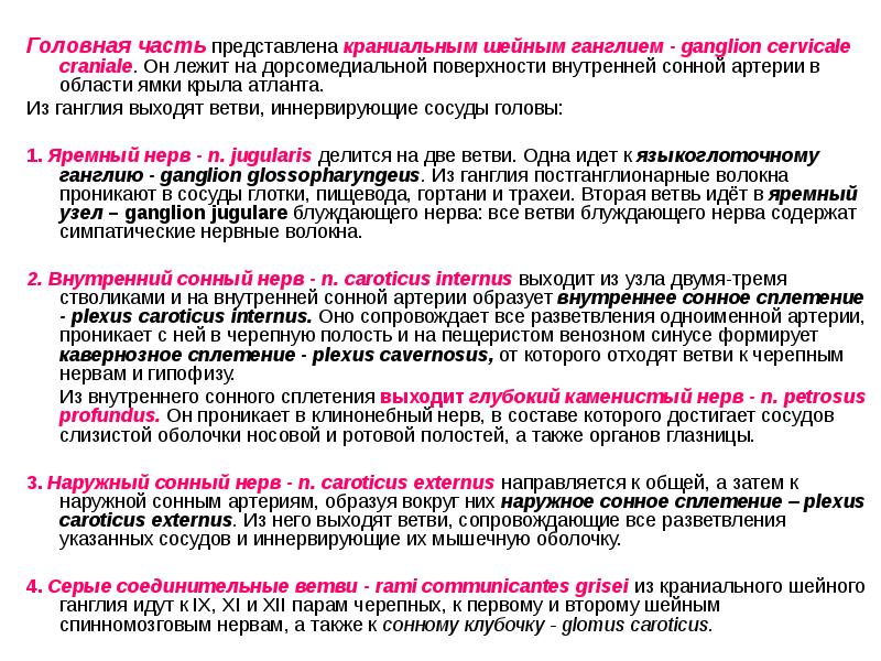 Головная часть представлена краниальным шейным ганглием - ganglion cervicale craniale. Он