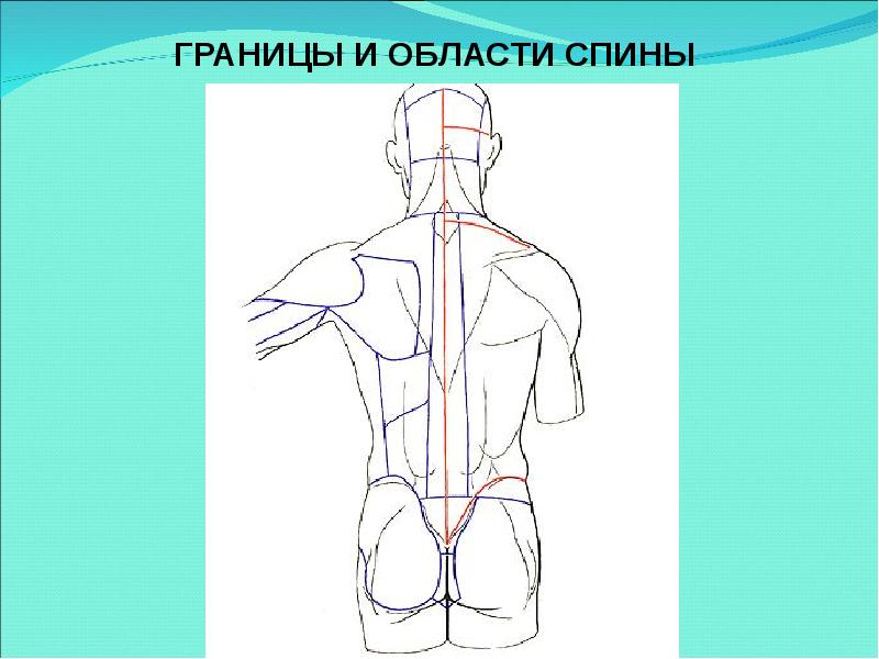 Анатомические области тела человека схема