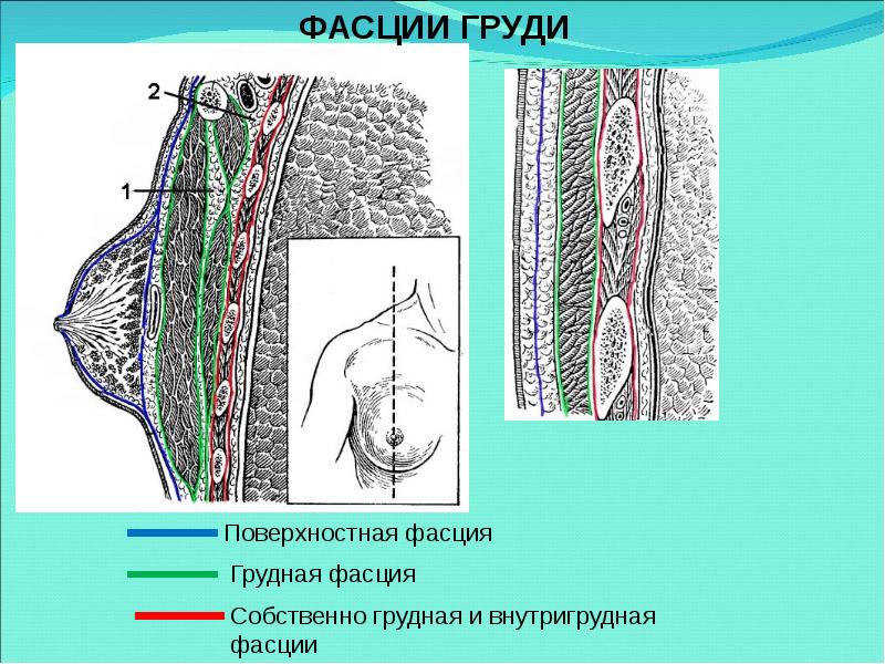 Слои грудной стенки