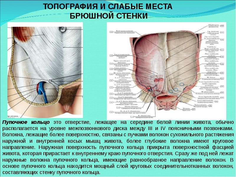 Передняя стенка живота. Слои пупочной области топографическая анатомия. Топография передней брюшной стенки фасции. Слабые места передней брюшной стенки топографическая анатомия. Строение пупочного кольца топографическая анатомия.