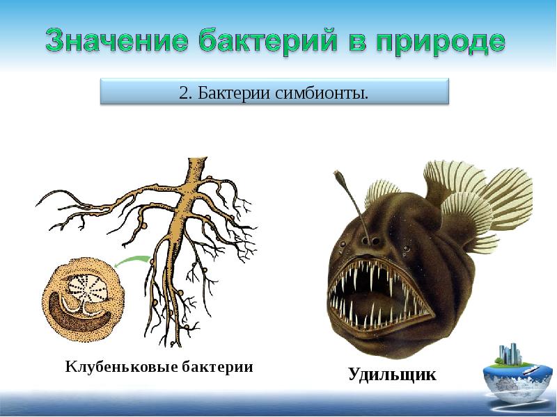 Бактерии в природе. Бактерии симбионты. Значение бактерий симбионтов в природе. Бактерии симбионты человека. Симбионты в природе.