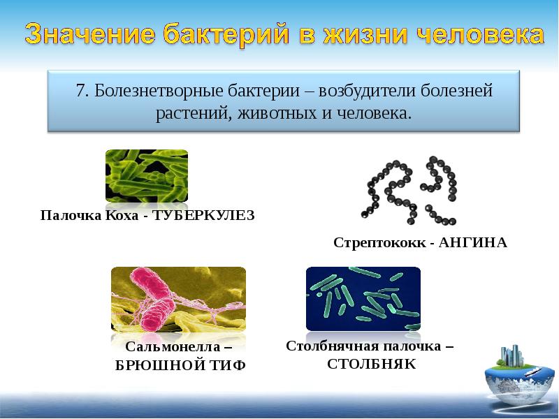 Значение бактерий животных. Бактерии и их значение. Бациллы значение в жизни человека. Бактерии и их роль. Бактерии это простейшие прокариоты.