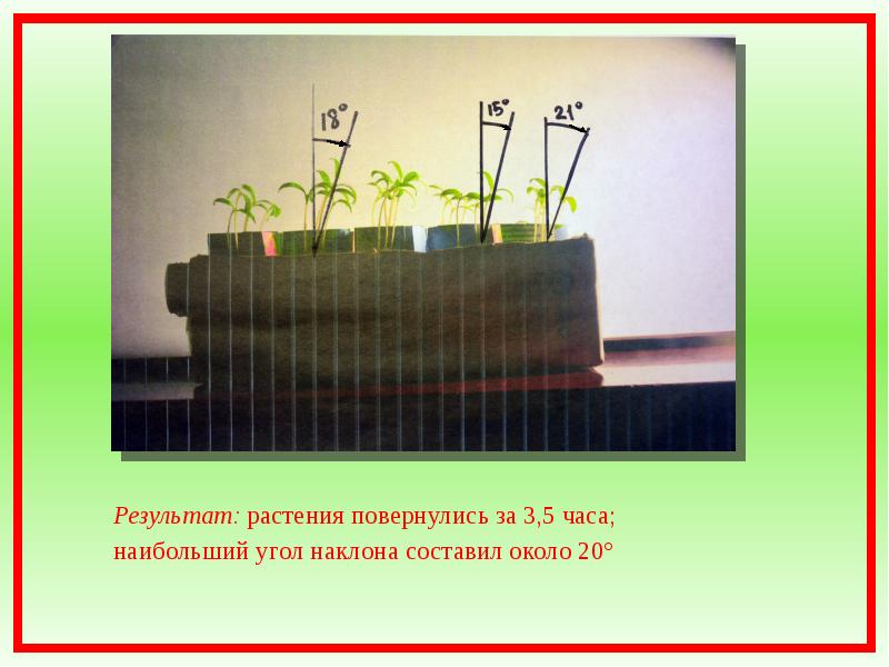 Движения растений презентация