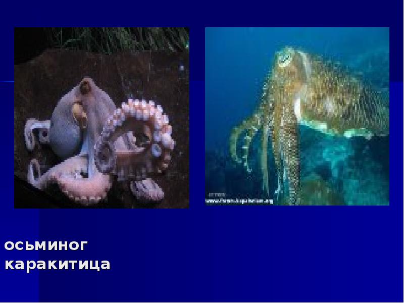 осьминог осьминог