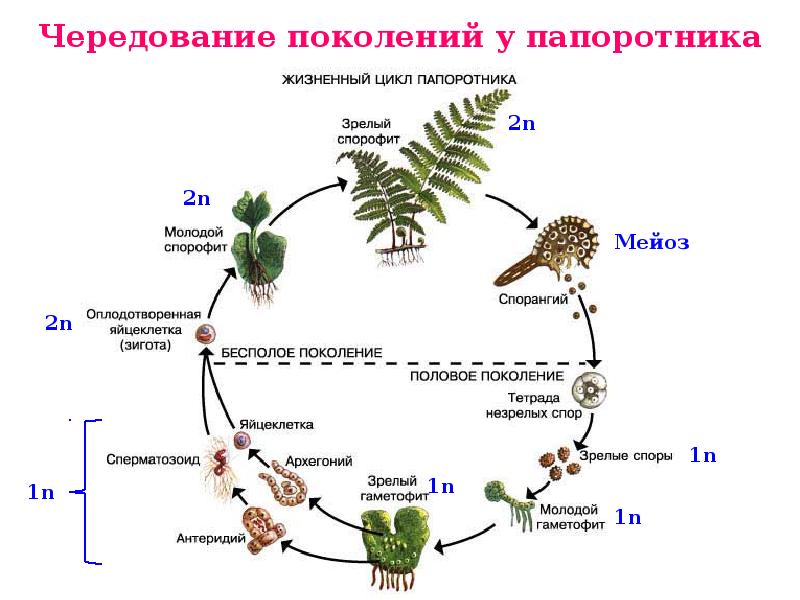 Жизненный цикл презентация